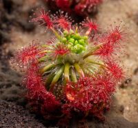 gemmující Drosera paleacea